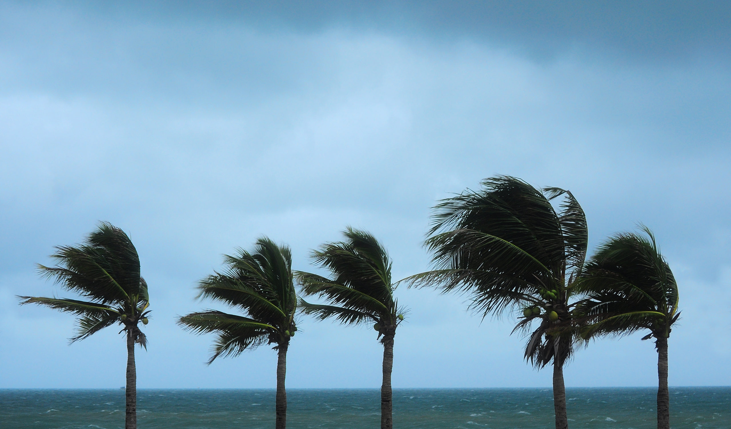 Palms,At,Hurricane